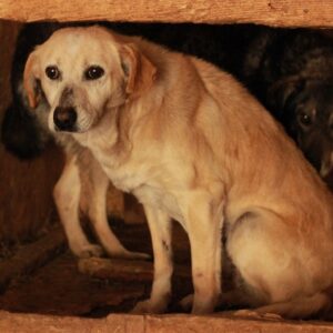 LOTTE - seel. Notfall - ausgereist zu Vierbeiner in Not