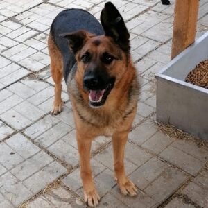MAYA - reserviert 4animals - vermittelt