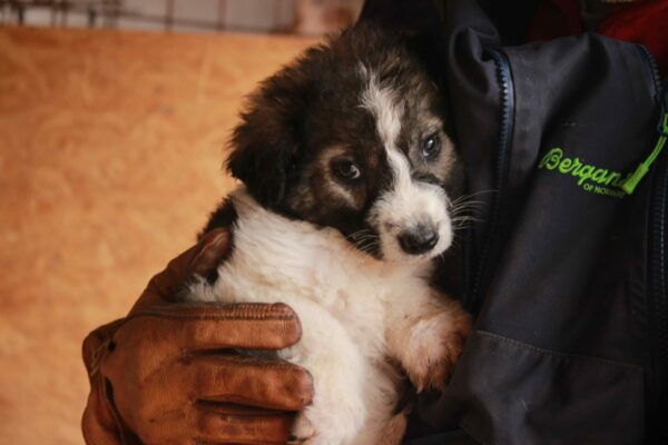 CRUSOE - auf Pflegestelle in PLZ 2 - vermittelt – Bild 4