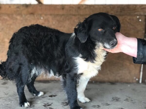 MAREI - reserviert 4animals - vermittelt – Bild 2