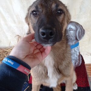 RICKON - auf Pflegestelle in PLZ 1 - vermittelt