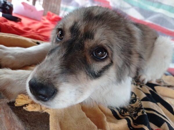 ADELE - reserviert Hundescheune Fläming - vermittelt – Bild 3