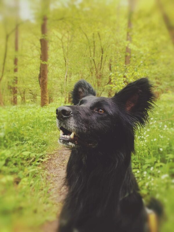 Percy in 56727 Mayen *vermittelt* – Bild 6