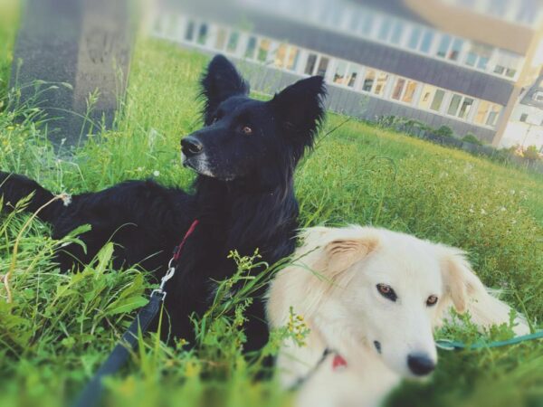 Percy in 56727 Mayen *vermittelt* – Bild 5