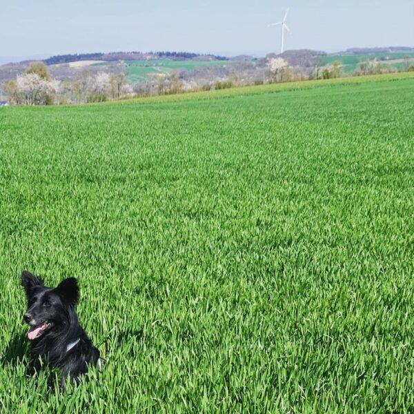 Percy in 56727 Mayen *vermittelt* – Bild 13