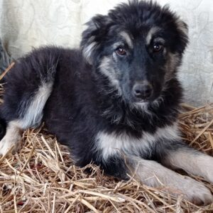 KÄTHCHEN - reserviert Lorraine - vermittelt