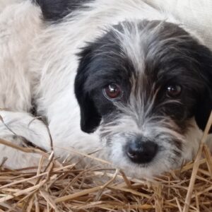 MOXIE - reserviert 4animals - vermittelt