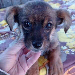LEA - reserviert 4animals - vermittelt