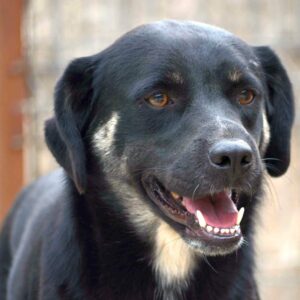 PICO (♂) - Notfall - Beissopfer (05/25)