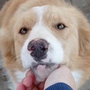 FENNA - reserviert (PS) 4animals - vermittelt