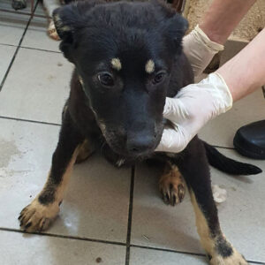 DALIDA - reserviert 4animals - vermittelt