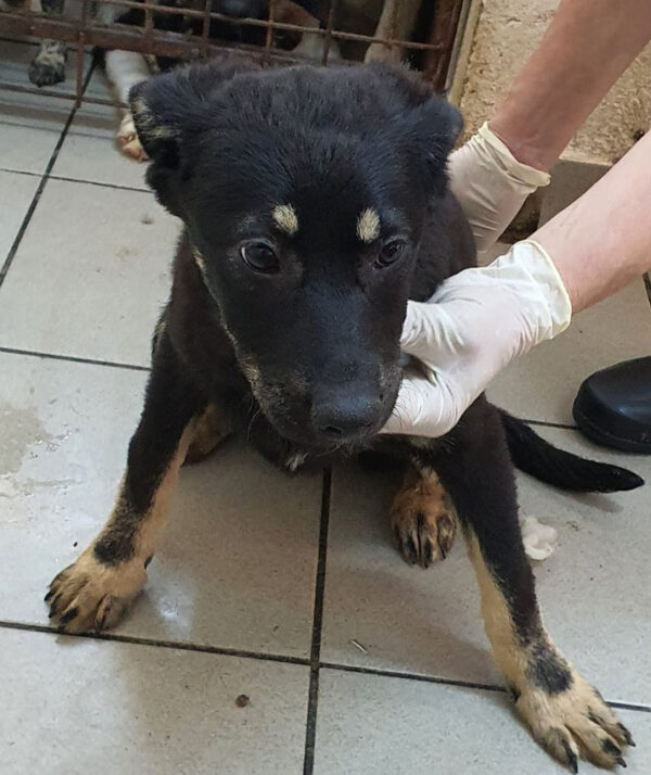 DALIDA - reserviert 4animals - vermittelt