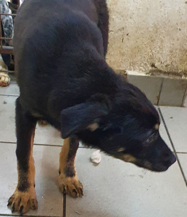 DALIDA - reserviert 4animals - vermittelt – Bild 2