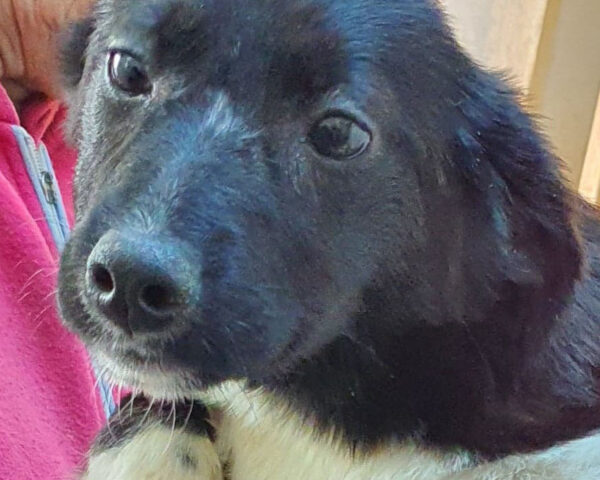 SHEILA - reserviert Tierhilfe Lebenswert DR - vermittelt