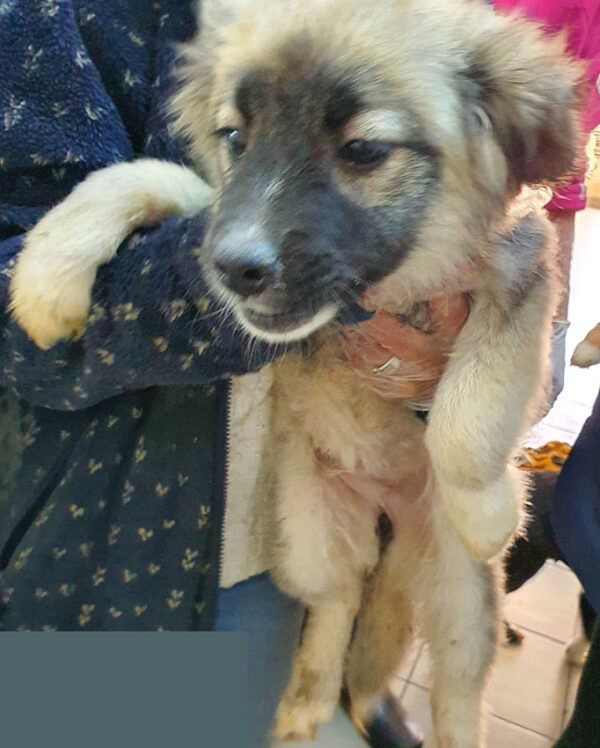 NANNI - reserviert 4animals - vermittelt – Bild 2