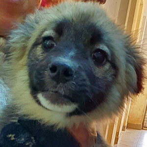 NANNI - reserviert 4animals - vermittelt