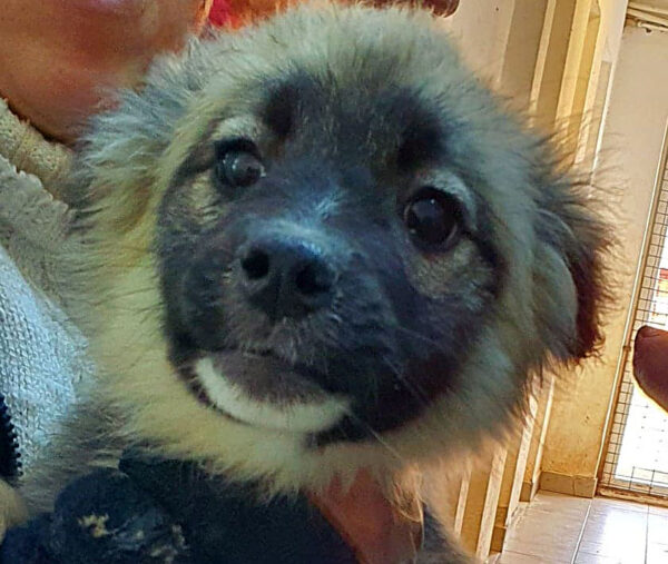 NANNI - reserviert 4animals - vermittelt