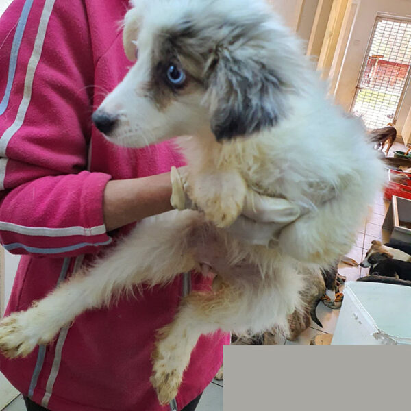 TILLY - auf Pflegestelle in PLZ 9 - vermittelt – Bild 4