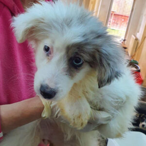 TILLY - auf Pflegestelle in PLZ 9 - vermittelt