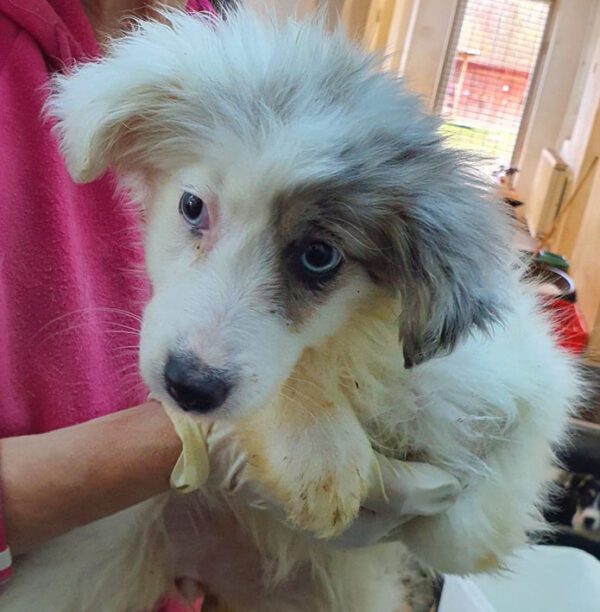 TILLY - auf Pflegestelle in PLZ 9 - vermittelt