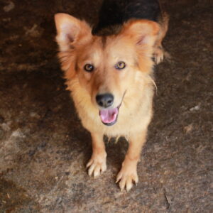 ARIA - auf Pflegestelle in PLZ 6 - vermittelt