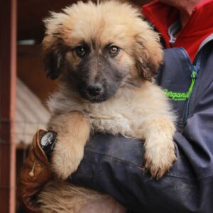 POLLY - reserviert Betty - vermittelt