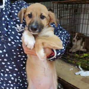 TIMEA - reserviert 4animals - vermittelt