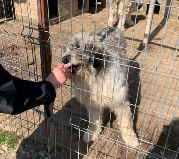 KADOU - Mioritic HSH - reserviert für Tierhilfe Lebenswert - vermittelt – Bild 2