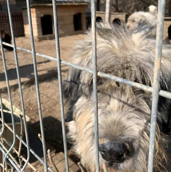 KADOU - Mioritic HSH - reserviert für Tierhilfe Lebenswert - vermittelt – Bild 3
