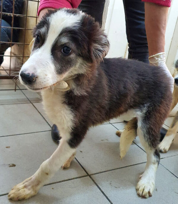 SMILLA - reserviert Sasi - vermittelt – Bild 2