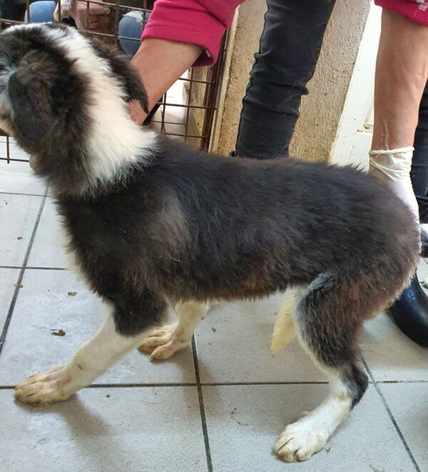 SMILLA - reserviert Sasi - vermittelt – Bild 5