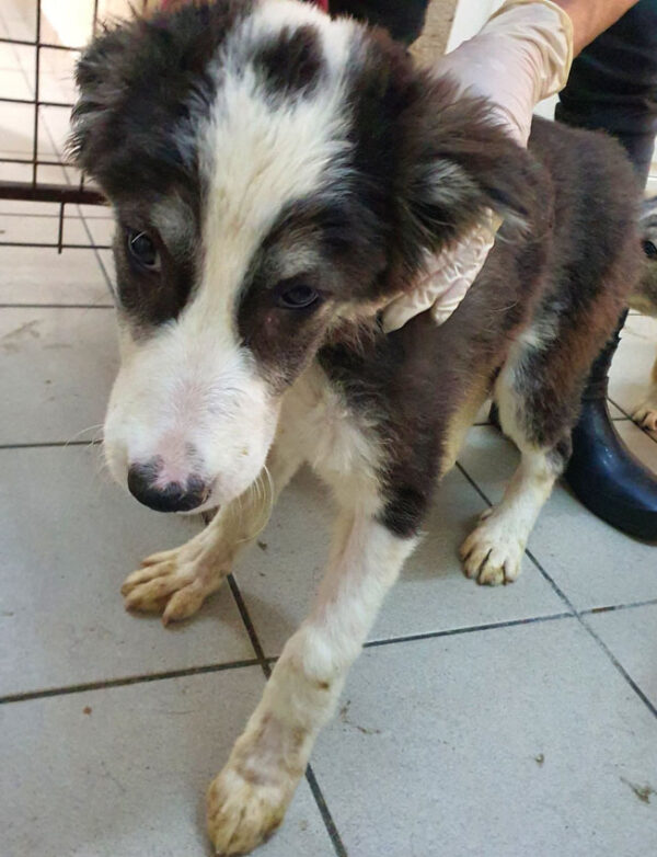SMILLA - reserviert Sasi - vermittelt – Bild 4