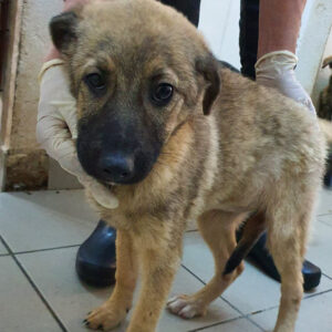 ENYA - reserviert 4animals - vermittelt