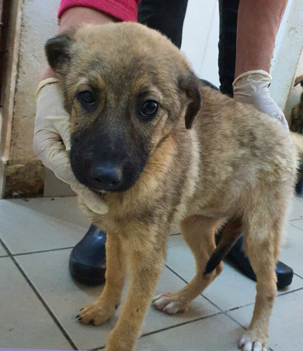 ENYA - reserviert 4animals - vermittelt