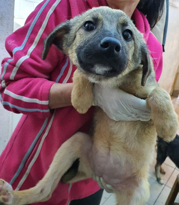 ENYA - reserviert 4animals - vermittelt – Bild 4