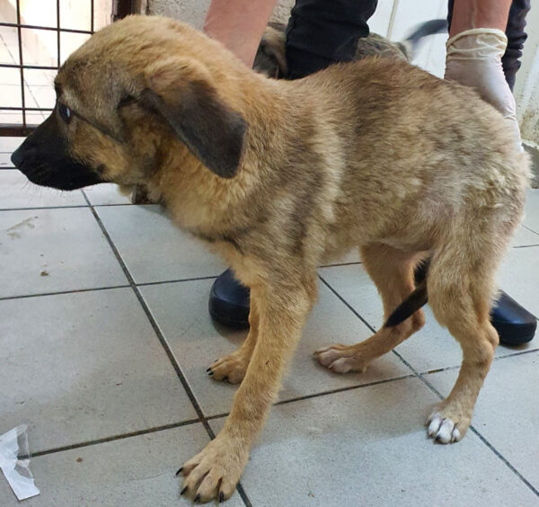 ENYA - reserviert 4animals - vermittelt – Bild 3