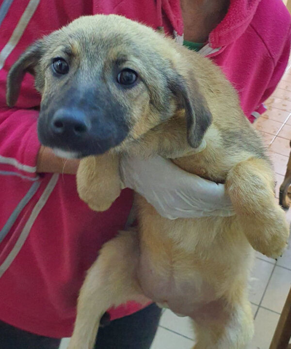 ENYA - reserviert 4animals - vermittelt – Bild 2