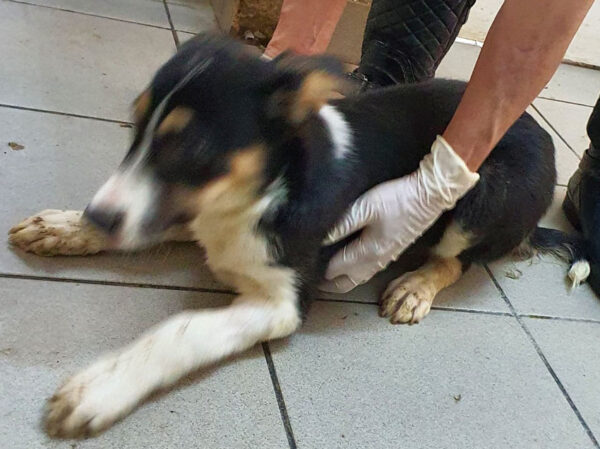 MARIELLA - reserviert Betty - vermittelt – Bild 5