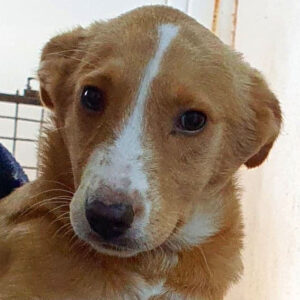 ISOLDE - reserviert 4animals - vermittelt