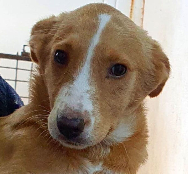 ISOLDE - reserviert 4animals - vermittelt