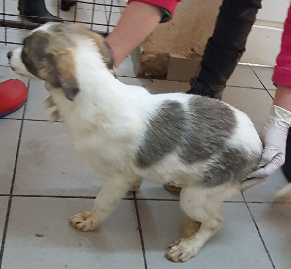 YUKI - reserviert (Sasi) - vermittelt – Bild 2