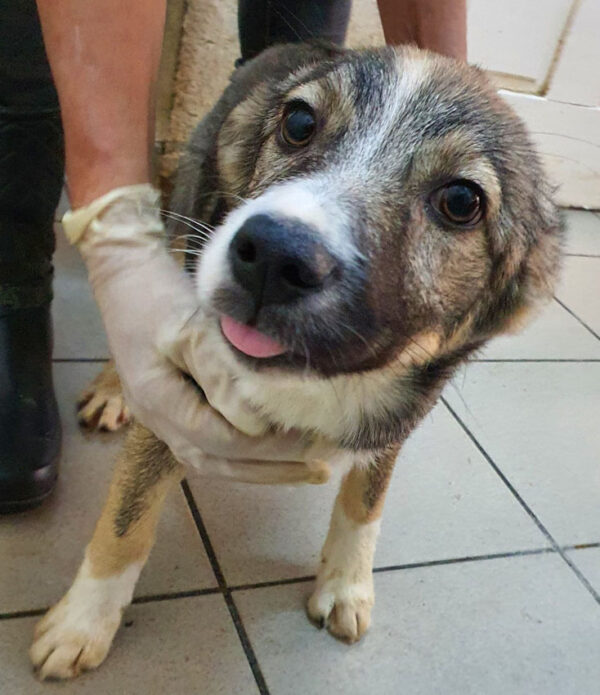 HAYLEY - reserviert Tierhilfe Lebenswert DR - vermittelt – Bild 2