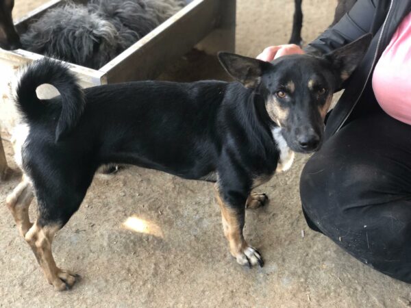 TOMBULI - reserviert Lorraine - vermittelt – Bild 4