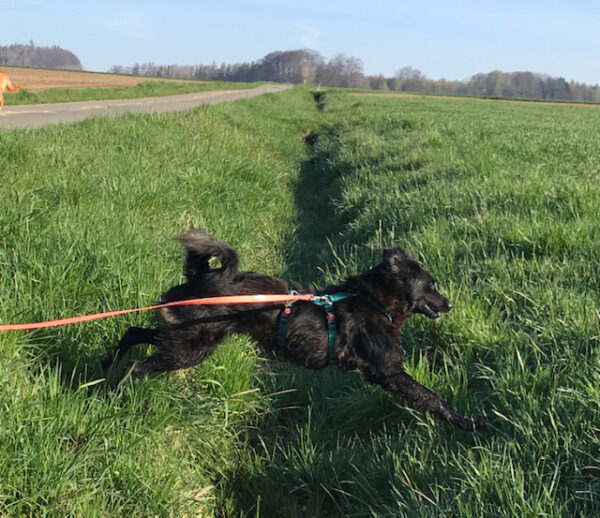 Tuffel in 31084 Freden – Bild 2