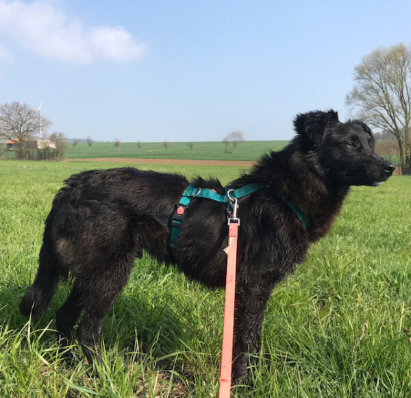 Tuffel in 31084 Freden – Bild 5