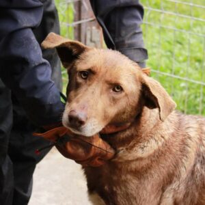 MELBA - reserviert TH Gifhorn - vermittelt