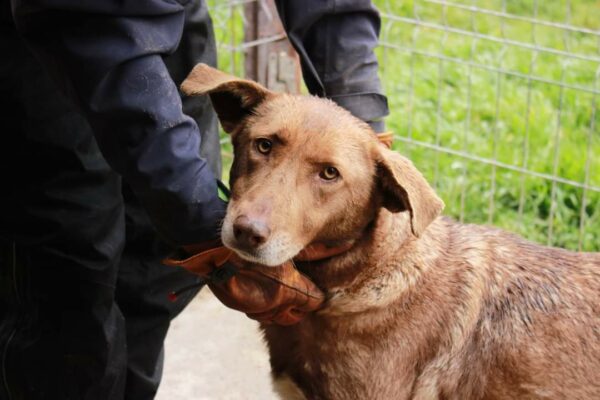 MELBA - reserviert TH Gifhorn - vermittelt