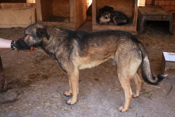 OSKAR - reserviert Manuela - vermittelt – Bild 7