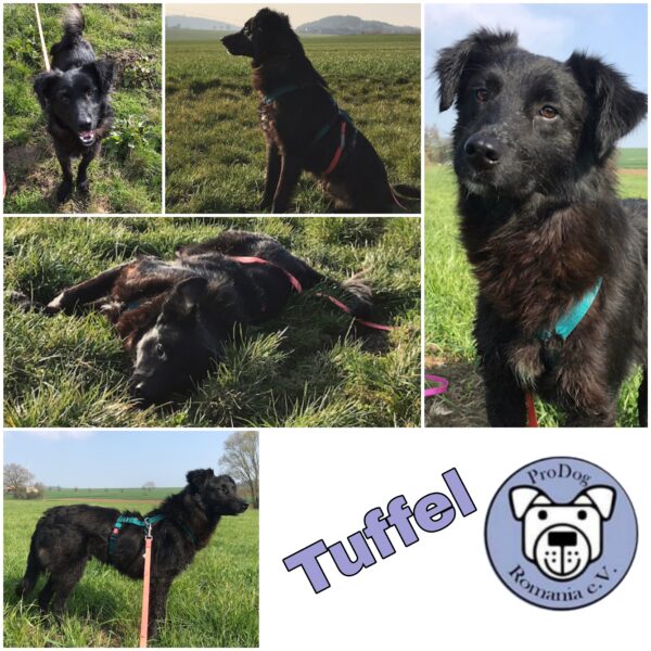 Tuffel in 31084 Freden