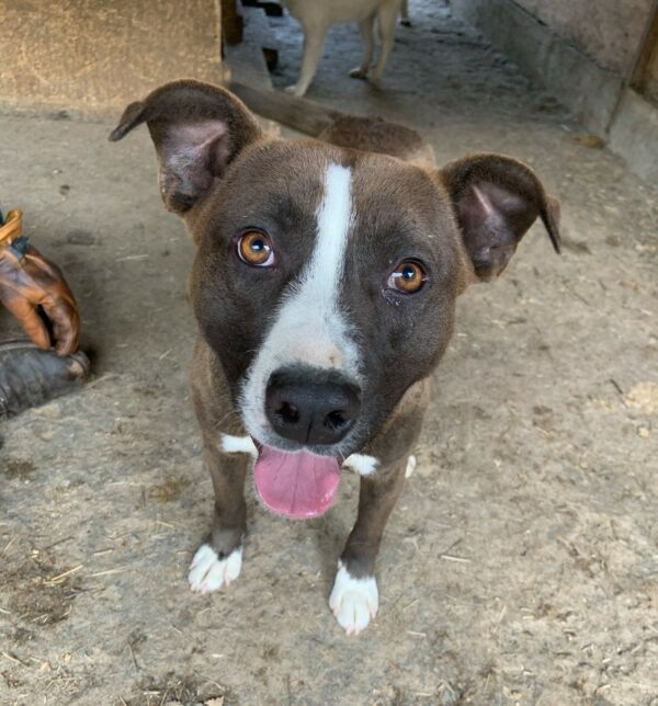 DIEGO - reserviert TH Filderstadt - vermittelt – Bild 2